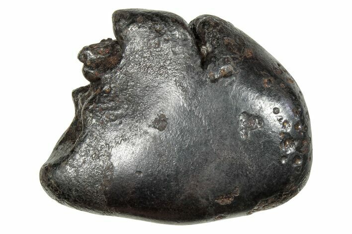 Fusion Crusted Sikhote-Alin Iron Meteorite ( g) - Russia #246934